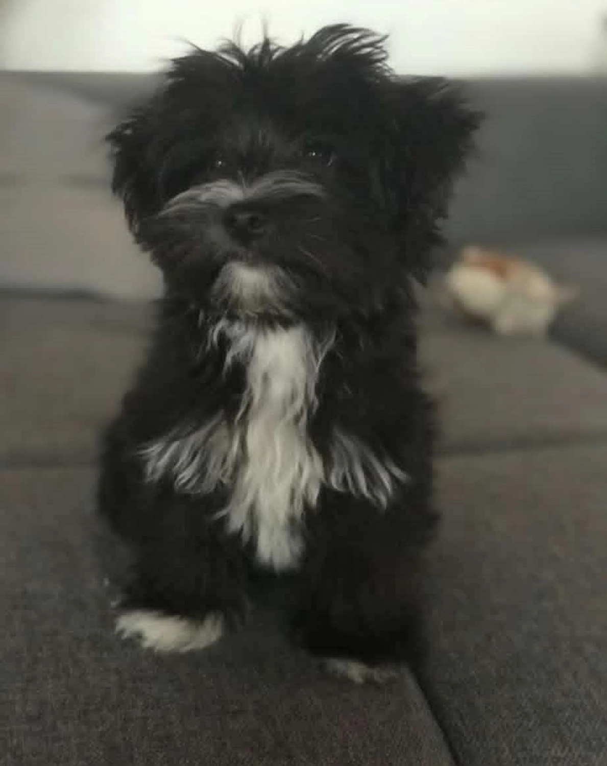 Hund im Wald von Gemeinsam Stark