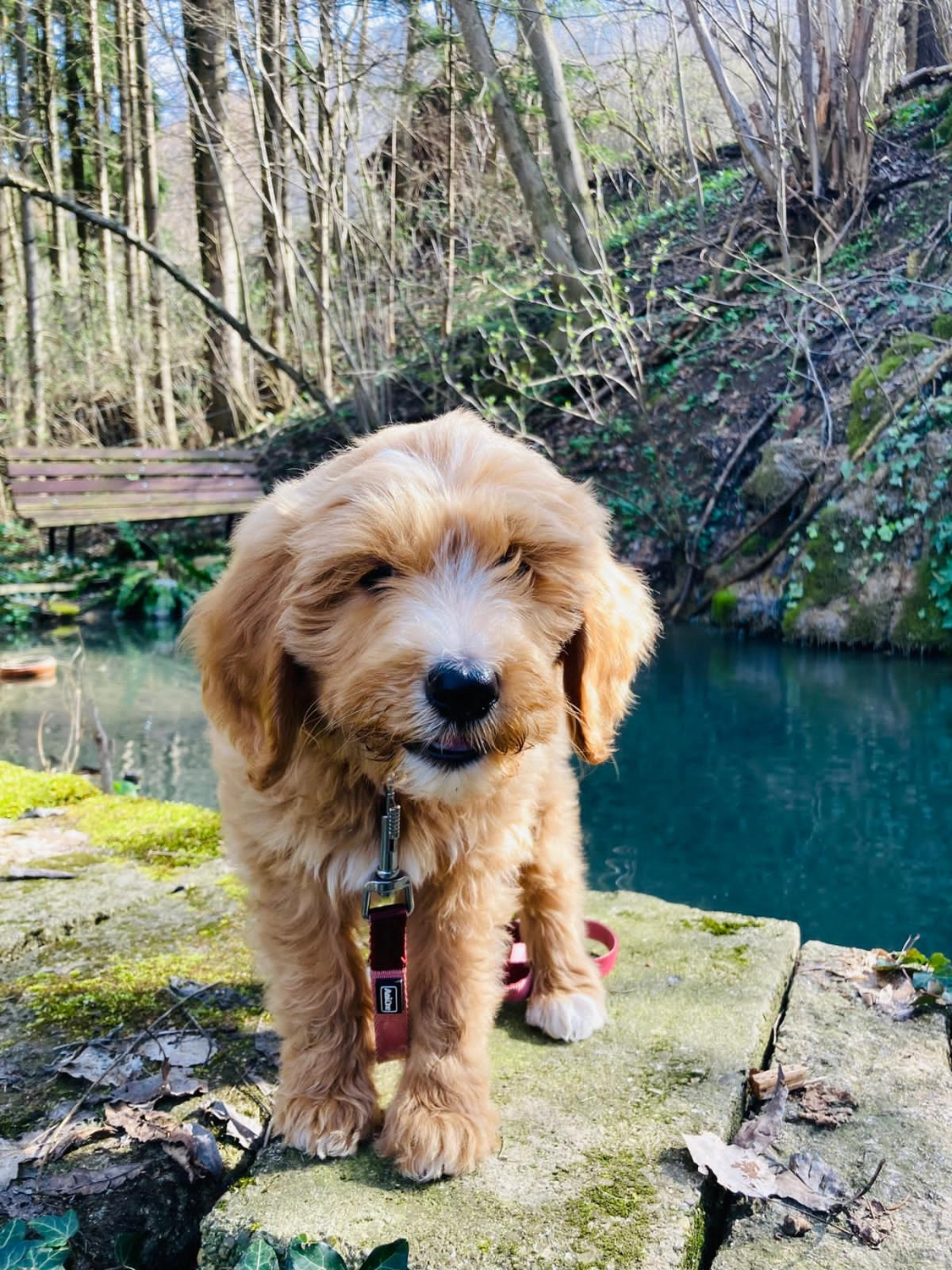 Hund im Wald von Gemeinsam Stark