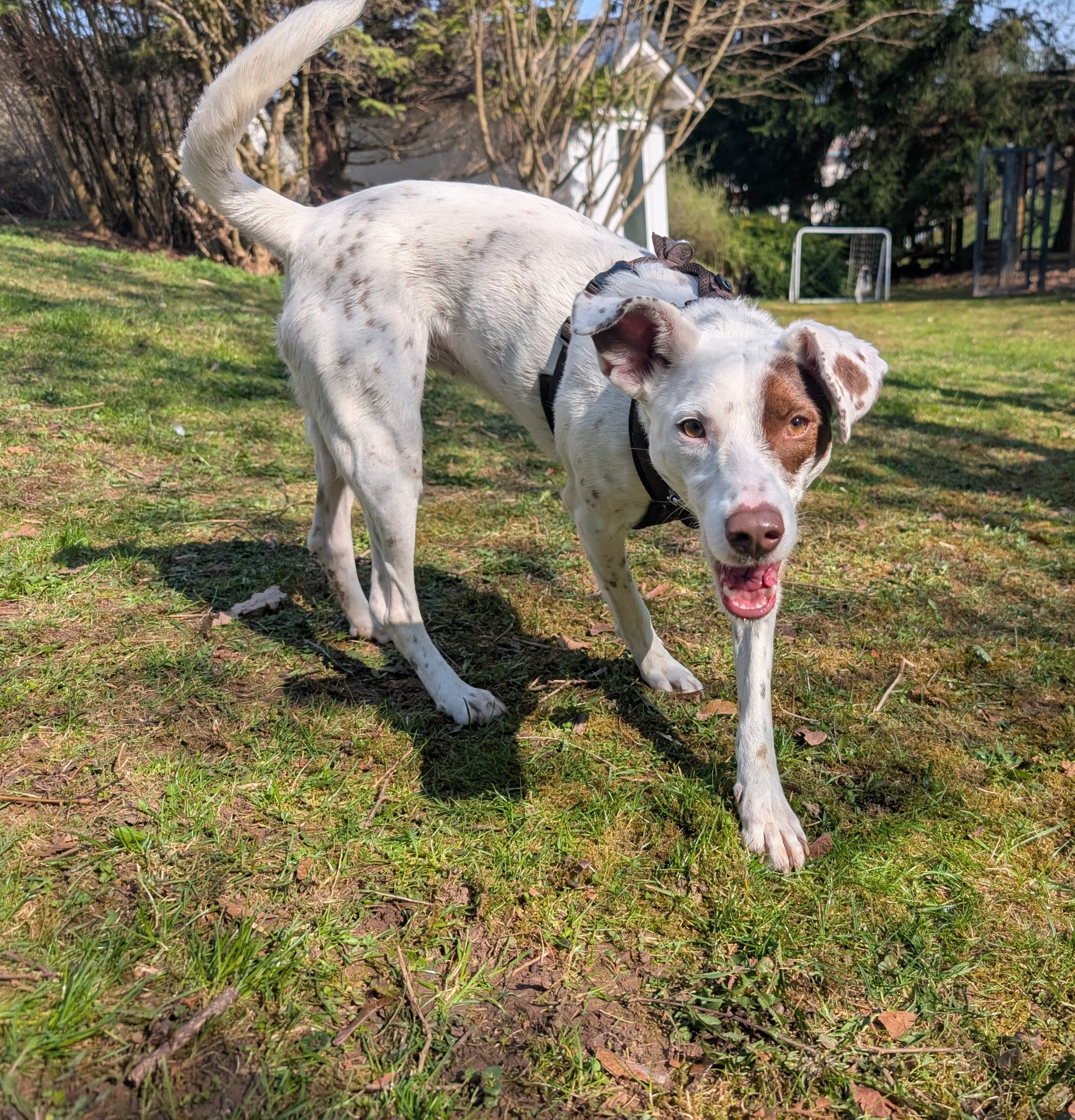 Hund im Wald von Gemeinsam Stark