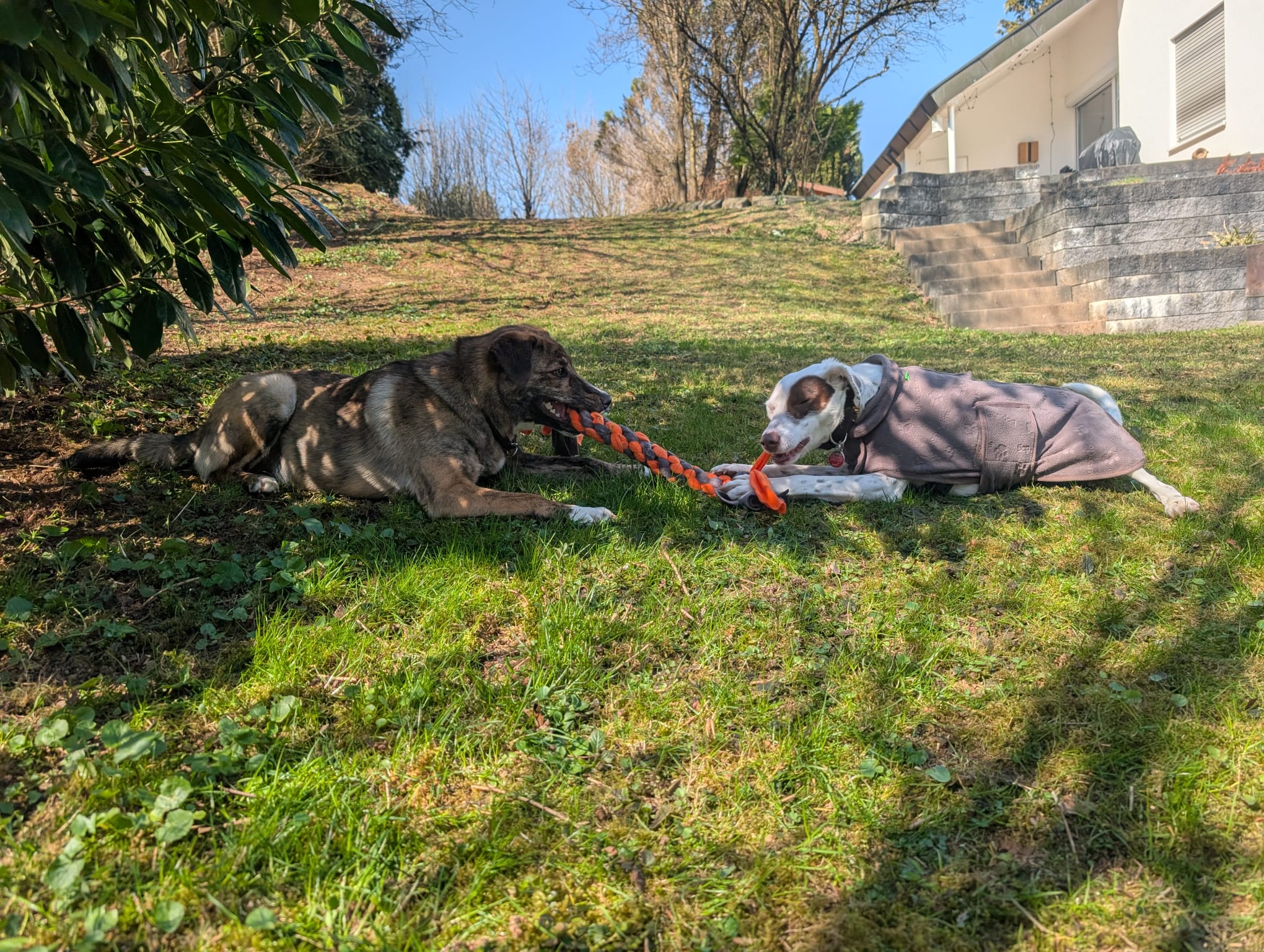 Hund im Wald von Gemeinsam Stark