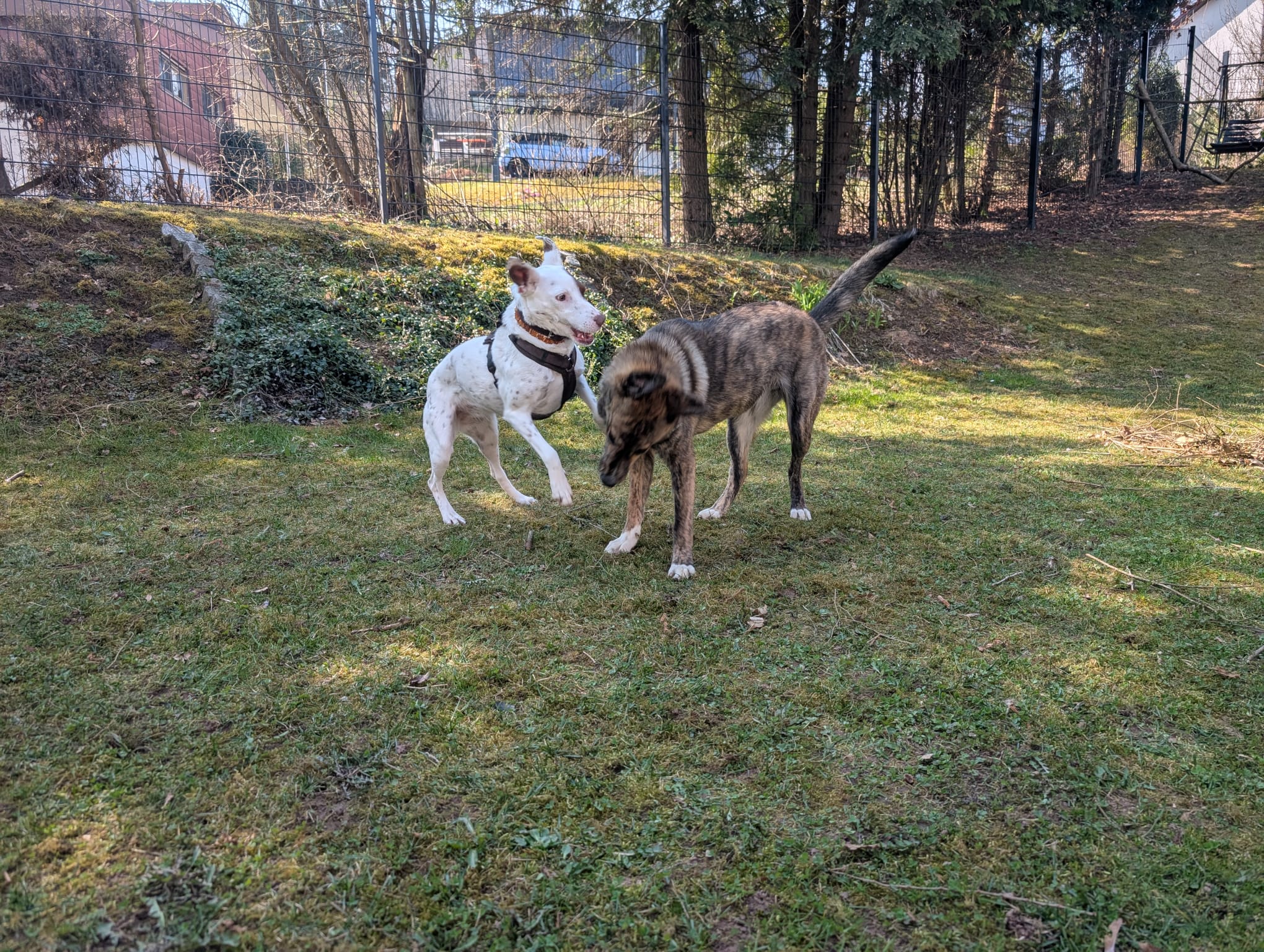Hund im Wald von Gemeinsam Stark