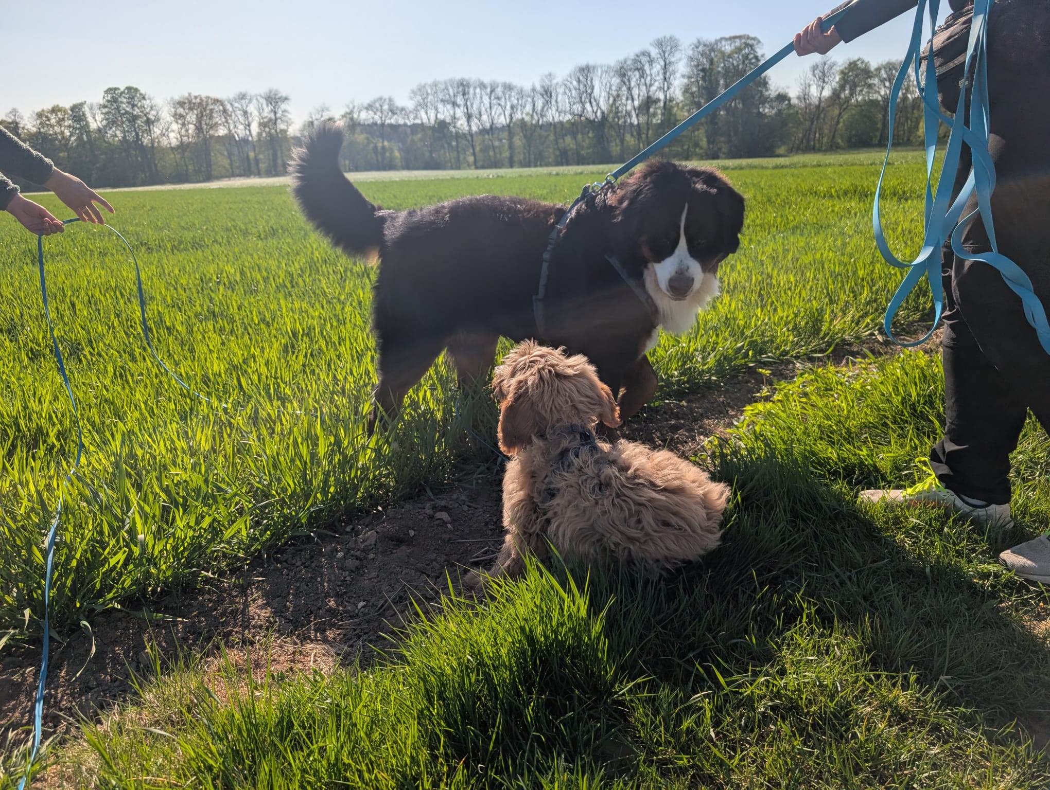 Hund im Wald von Gemeinsam Stark