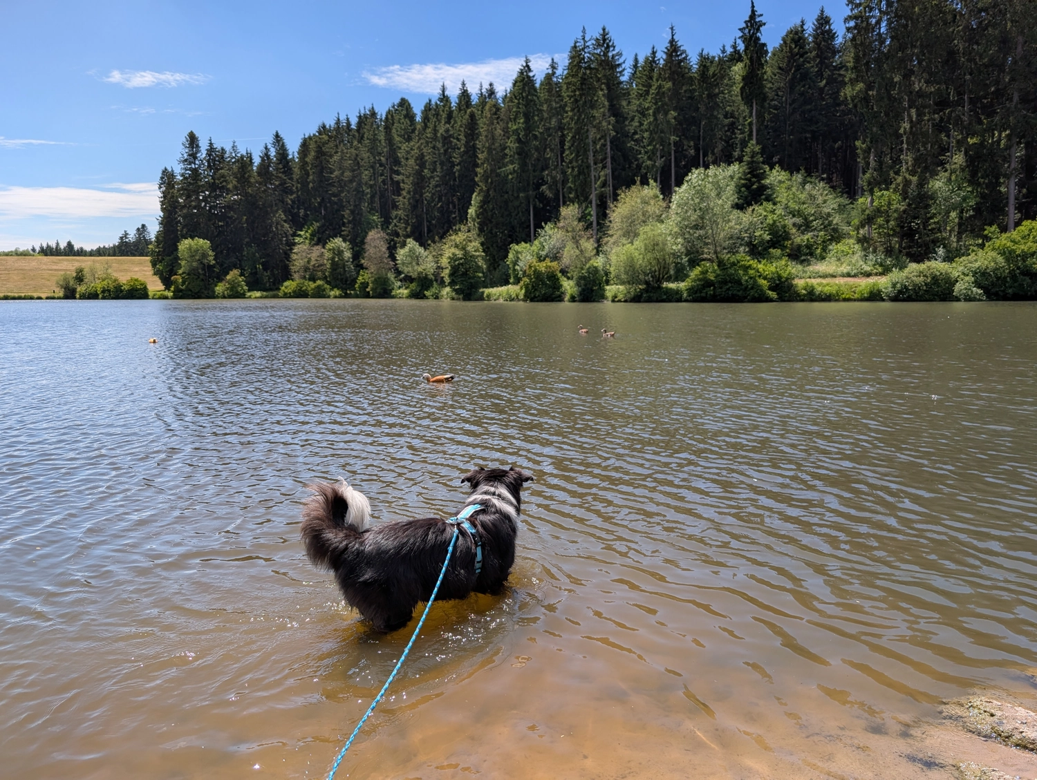 Hund im Wald von Gemeinsam Stark