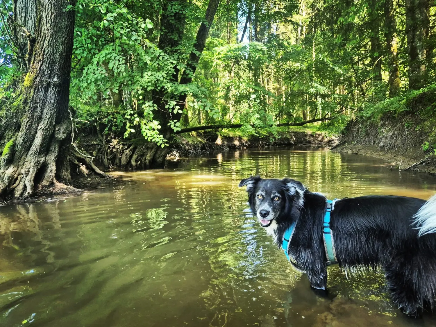 Hund im Wald von Gemeinsam Stark