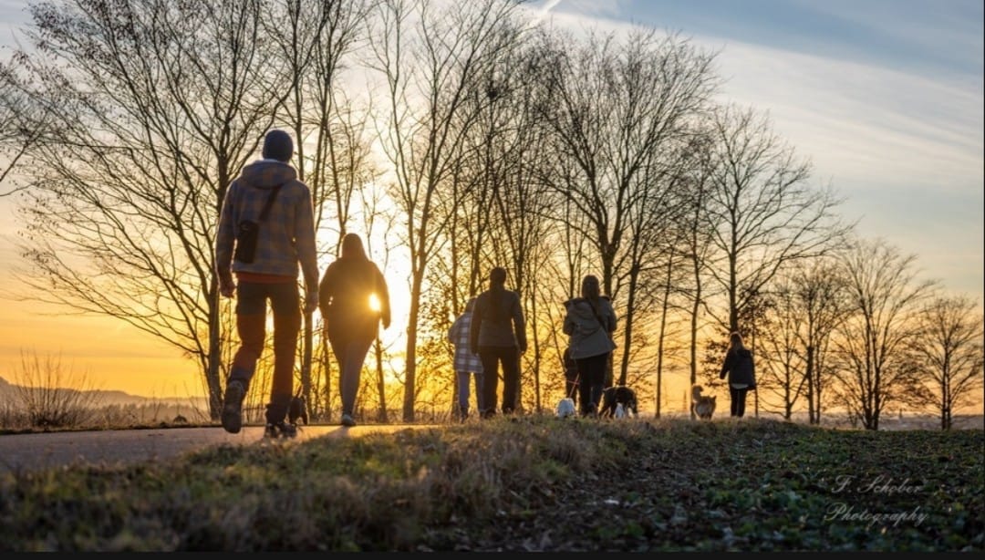 Hund im Wald von Gemeinsam Stark