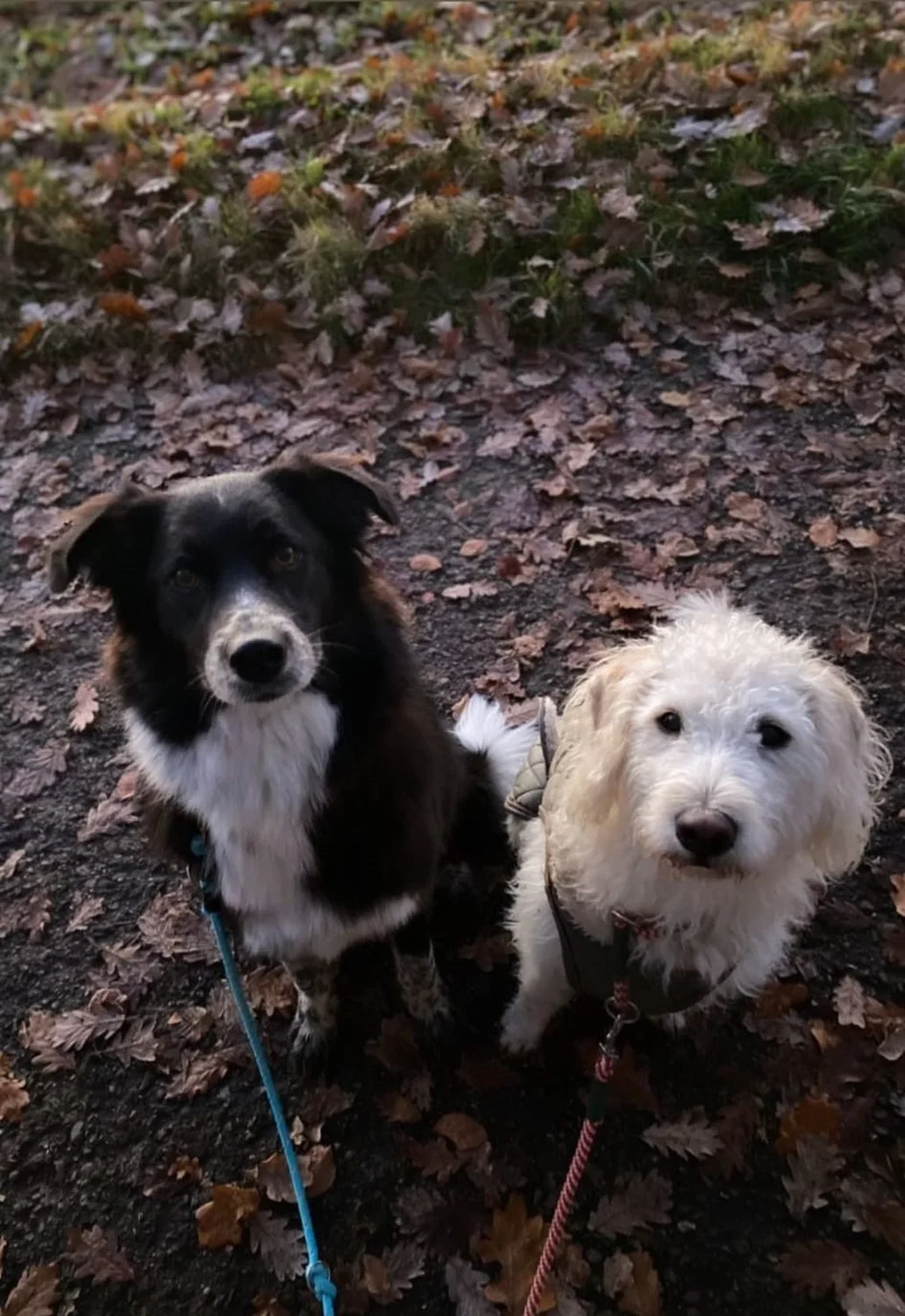 Hund im Wald von Gemeinsam Stark