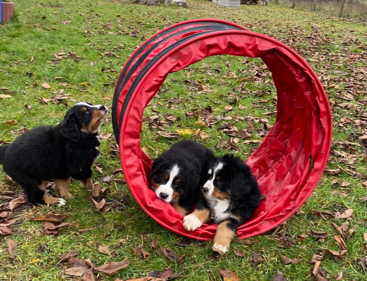 Hunde von Gemeinsam stark von Gemeinsam Stark