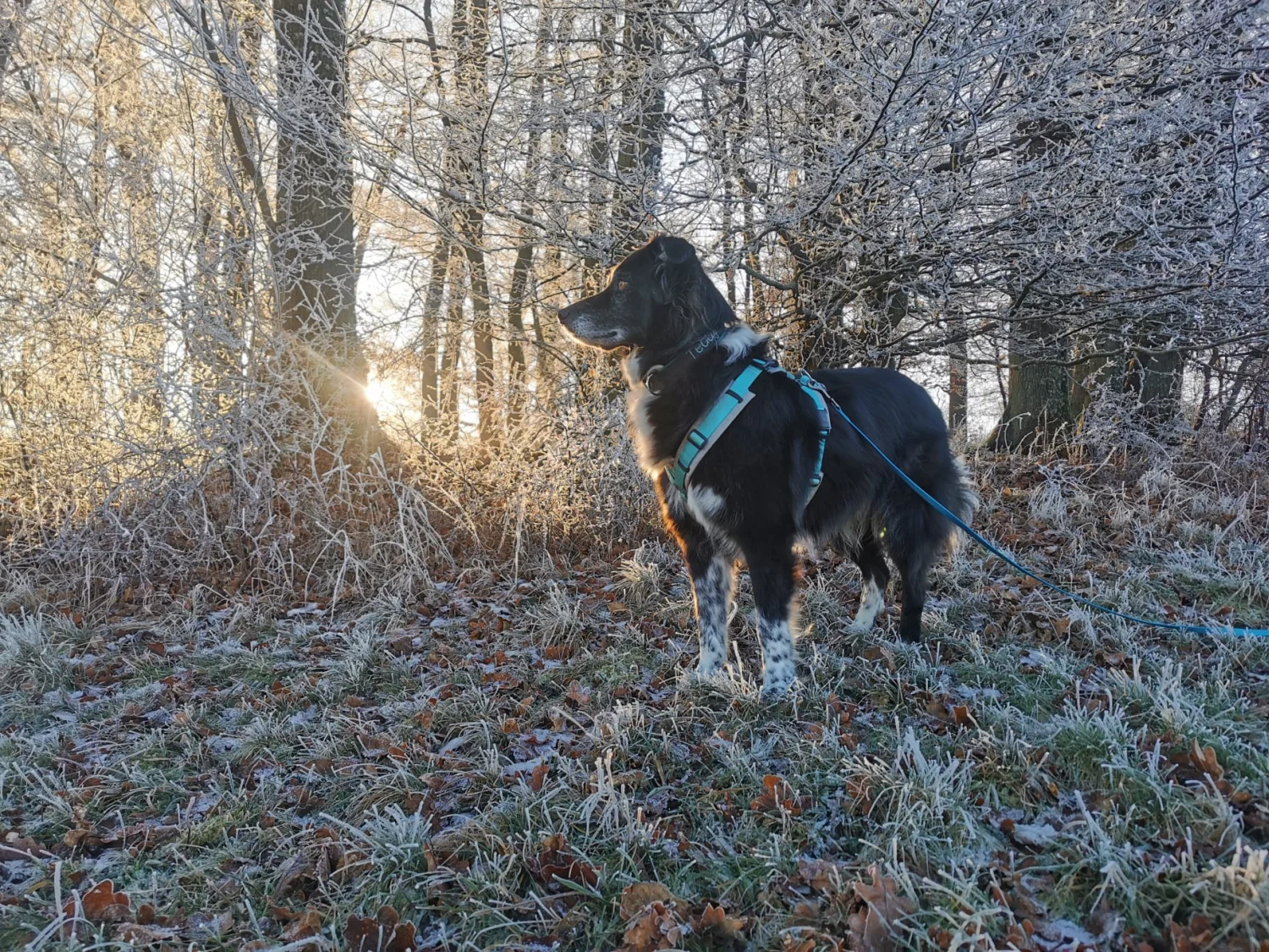 Hund im Wald von Gemeinsam Stark