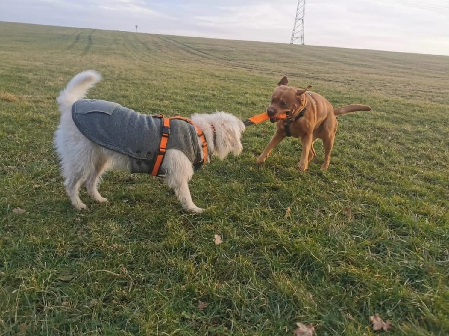 Hunde von Gemeinsam  von Gemeinsam Stark