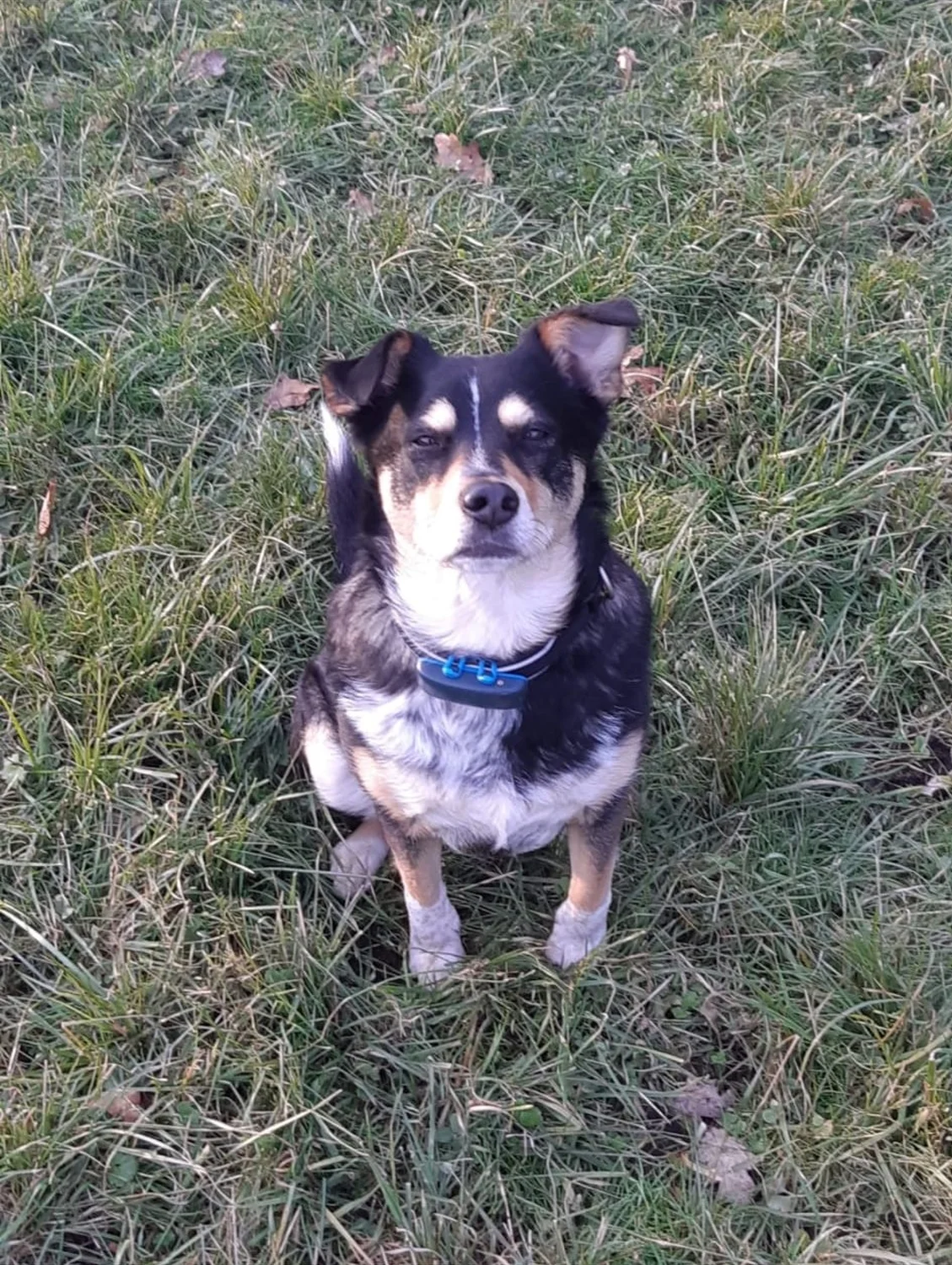 Hund im Garten von Gemeinsam Stark