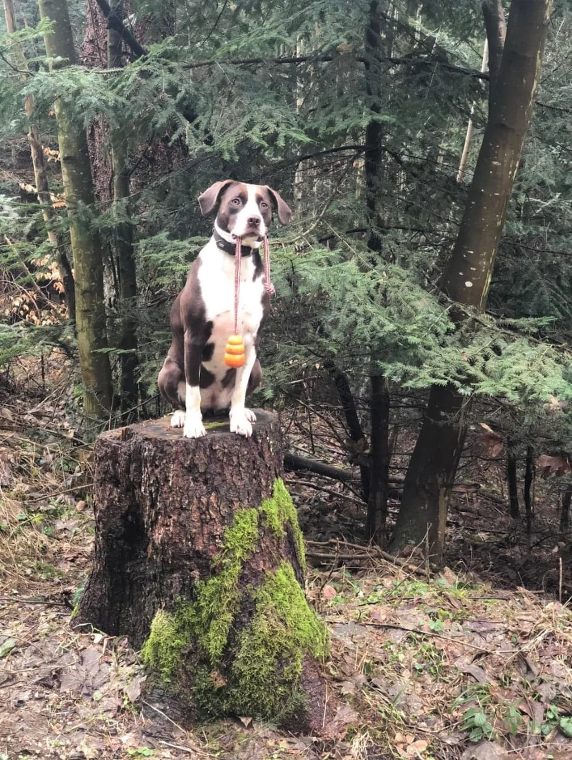Hund im Wald von Gemeinsam Stark