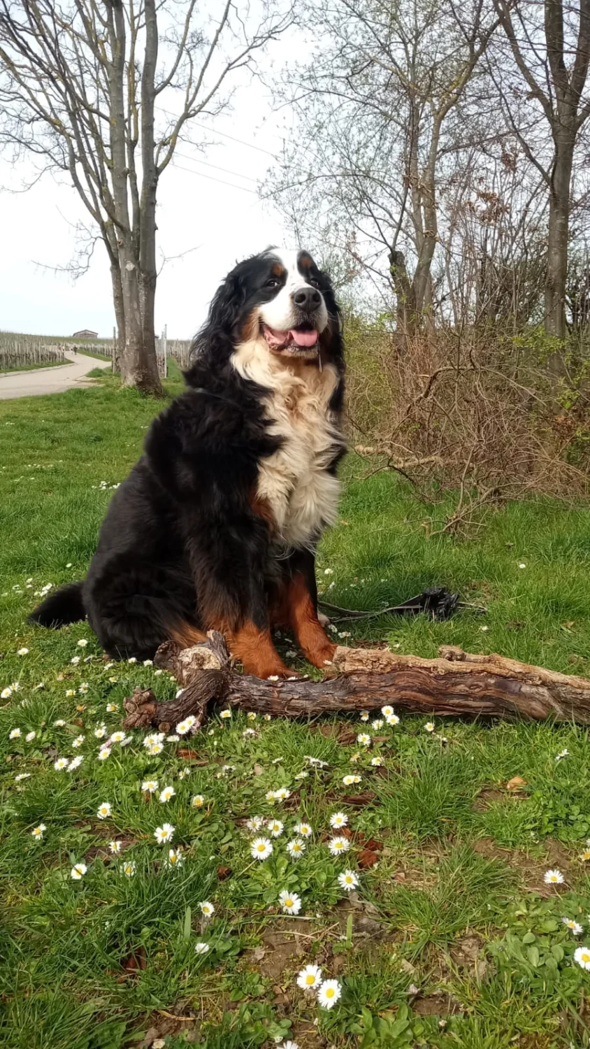 Hund im Wald von Gemeinsam Stark