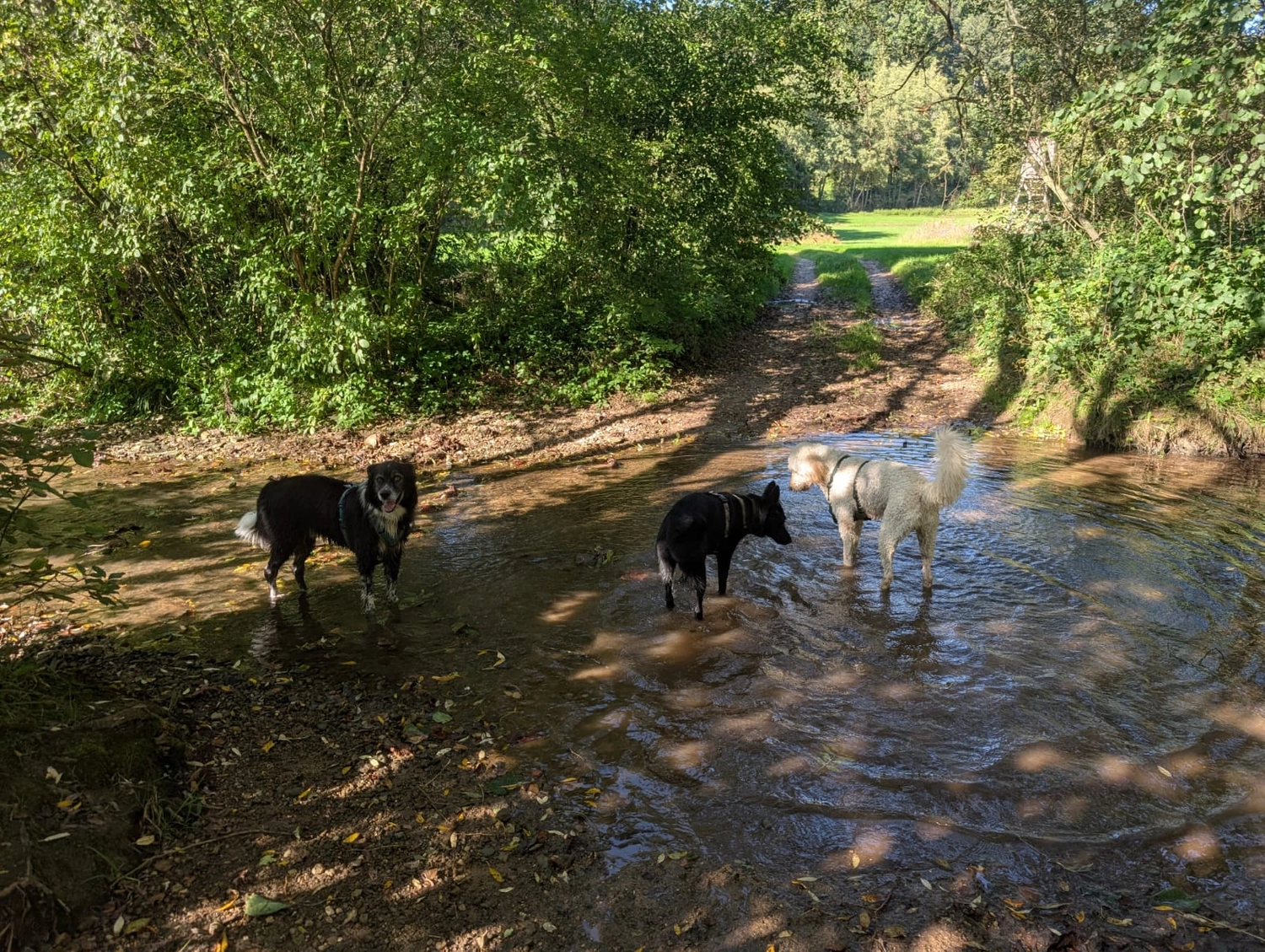 Hund im Wald von Gemeinsam Stark