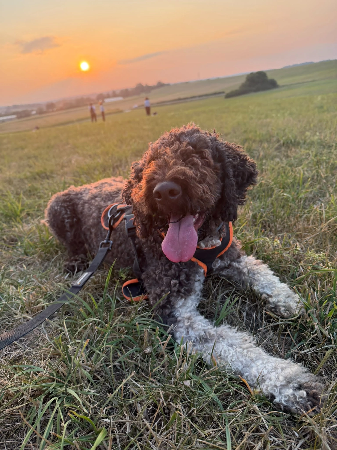 Hund im Garten von Gemeinsam Stark