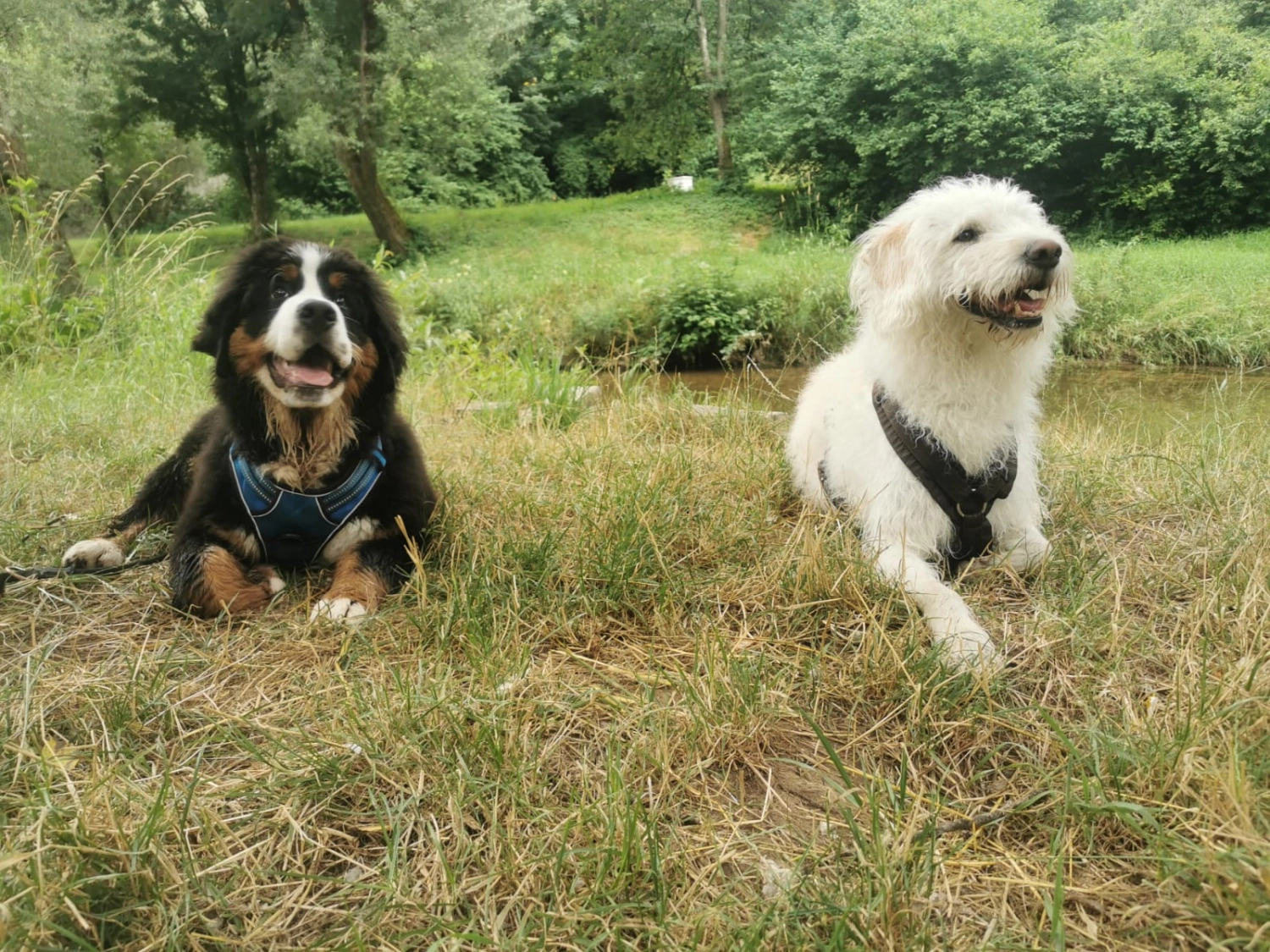 Hund im Wald von Gemeinsam Stark