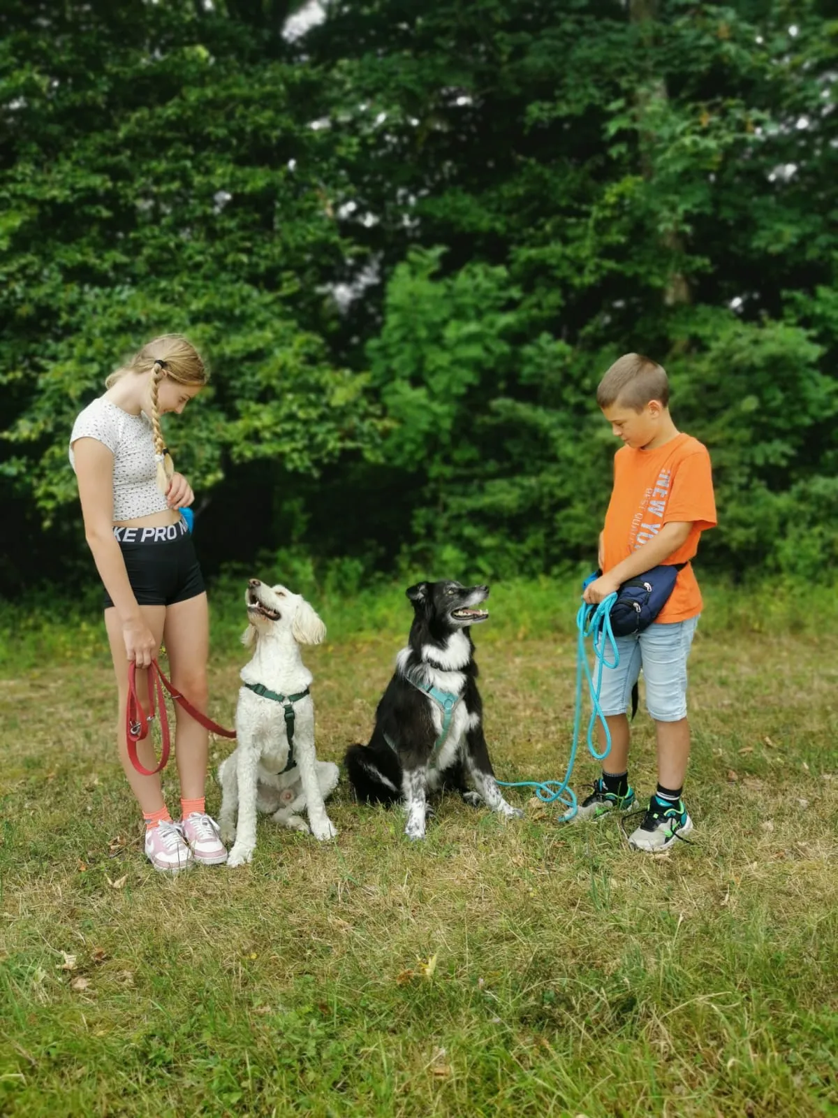 Hund im Wald von Gemeinsam Stark