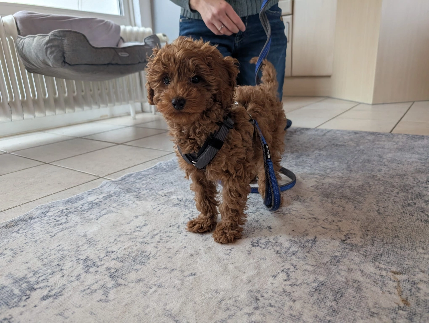 Hund im Wald von Gemeinsam Stark